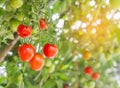Close up red tomatoes growing in garden Royalty Free Stock Photo