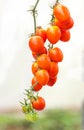 Close up red tomatoes growing in garden Royalty Free Stock Photo