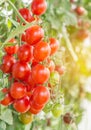 Close up red tomatoes hang on trees in greenhouse Royalty Free Stock Photo