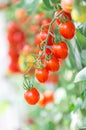 Close up red tomatoes growing in garden Royalty Free Stock Photo