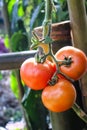 Close up red tomatoes with water drops hanging on tree in vegetables farm Royalty Free Stock Photo