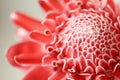 Close up of red Torch Ginger flower petal