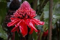 Close-up of a red Torch lily, Folha Seca, Brazil