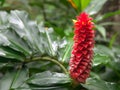 Close up of a red tower ginger tropical flower on maui