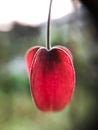 Close up of trailing abutilon flower with blurry background