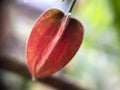 Close up of trailing abutilon flowers with blurry background