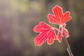 close-up of a red tree leaf illuminated by sunlight Royalty Free Stock Photo