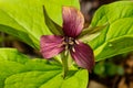 Red Trillium - Trillium erectum