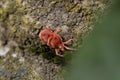 Close-up of a red Trombidium holosericeum mite Royalty Free Stock Photo