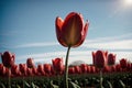 Close-up of a red tulip against a blue sky