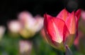 Close-up of a red tulip blooming in the tulip field against the light. The background is black. The petals are red and glowing Royalty Free Stock Photo