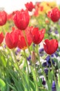 Close-up red tulip blossom at springtime in Irving, Texas, USA Royalty Free Stock Photo