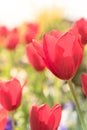 Close-up red tulip blossom at springtime in Irving, Texas, USA Royalty Free Stock Photo
