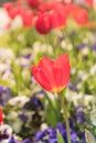 Close-up red tulip blossom at springtime in Irving, Texas, USA Royalty Free Stock Photo