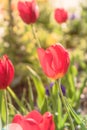 Close-up red tulip blossom at springtime in Irving, Texas, USA Royalty Free Stock Photo