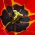 Close up of red tulip flower. Abstract background. Royalty Free Stock Photo