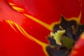 Close up of red tulip flower. Abstract background. Royalty Free Stock Photo