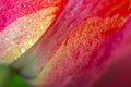 Close up of red tulip flower. Abstract background. Royalty Free Stock Photo