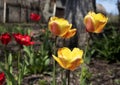 Close up of red tulip flower with green leafs against ground Royalty Free Stock Photo