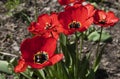 Close up of red tulip flower with green leafs against ground Royalty Free Stock Photo