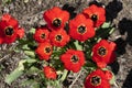 Close up of red tulip flower with green leafs against ground Royalty Free Stock Photo