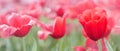 Close-up red tulip flower petals on red and green tulip flower field background in springtime, shallow depth of field Royalty Free Stock Photo