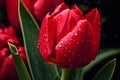 Red tulip flower with rain water drops Royalty Free Stock Photo