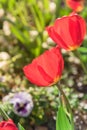 Close-up red tulip blossom at springtime in Irving, Texas, USA Royalty Free Stock Photo