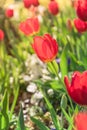 Close-up red tulip blossom at springtime in Irving, Texas, USA Royalty Free Stock Photo