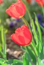 Close-up red tulip blossom at springtime in Irving, Texas, USA Royalty Free Stock Photo