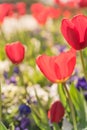 Close-up red tulip blossom at springtime in Irving, Texas, USA Royalty Free Stock Photo