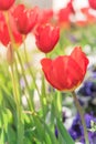 Close-up red tulip blossom at springtime in Irving, Texas, USA Royalty Free Stock Photo