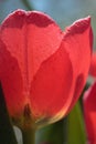 Close up of red tulip in garden Royalty Free Stock Photo