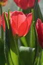 Close up of red tulip in garden