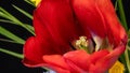 Close-up on a red tulip heart Royalty Free Stock Photo