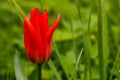 Close up of red tulip over green grass background Royalty Free Stock Photo