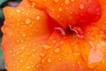 Close up of red tulip petals with water drops after rain Royalty Free Stock Photo