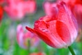 Close up of Red tulip with soft focus of many tulips surrounding in the garden background Royalty Free Stock Photo