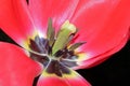 Close up red tulip with stamen and pistol on black background.