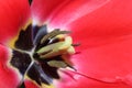 Close up red tulip with stamen and pistol