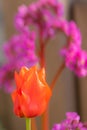 Close-up of a red tulip (tulipa) in full bloom with a purple bergenia in blurry background Royalty Free Stock Photo