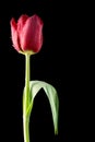 Close up red tulip with water droplets Royalty Free Stock Photo