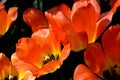 Close-up of red tulips against dark background on a sunny spring day