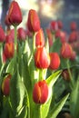 Close up of red tulips field in the garden with bokeh of tree ba Royalty Free Stock Photo