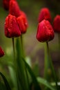 Close up of red tulips flower plant with morning water droplets in the garden  springtime bloom copy space Royalty Free Stock Photo