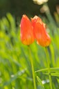 Close-up of red tulips in full bloom with blurry background Royalty Free Stock Photo