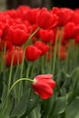 Close up Red Tulips in a garden