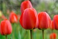 Close-up of red tulips on a green background. A spring garden full of life.
