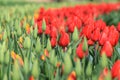 Close up of red tulips next to yellow orange tulips that are ready to bloom