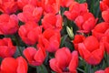 Close-up red tulips. Tulip Festival in Emirgan Park, Istanbul, Turkey Royalty Free Stock Photo